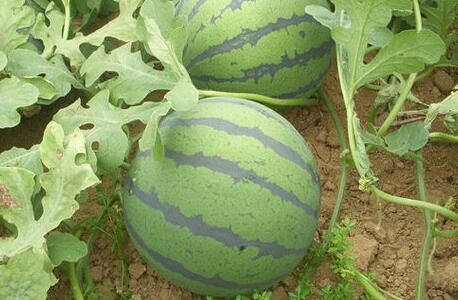 使用云唐果蔬农残速测仪稳定性更强吗？