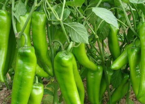 快速检测农残仪器